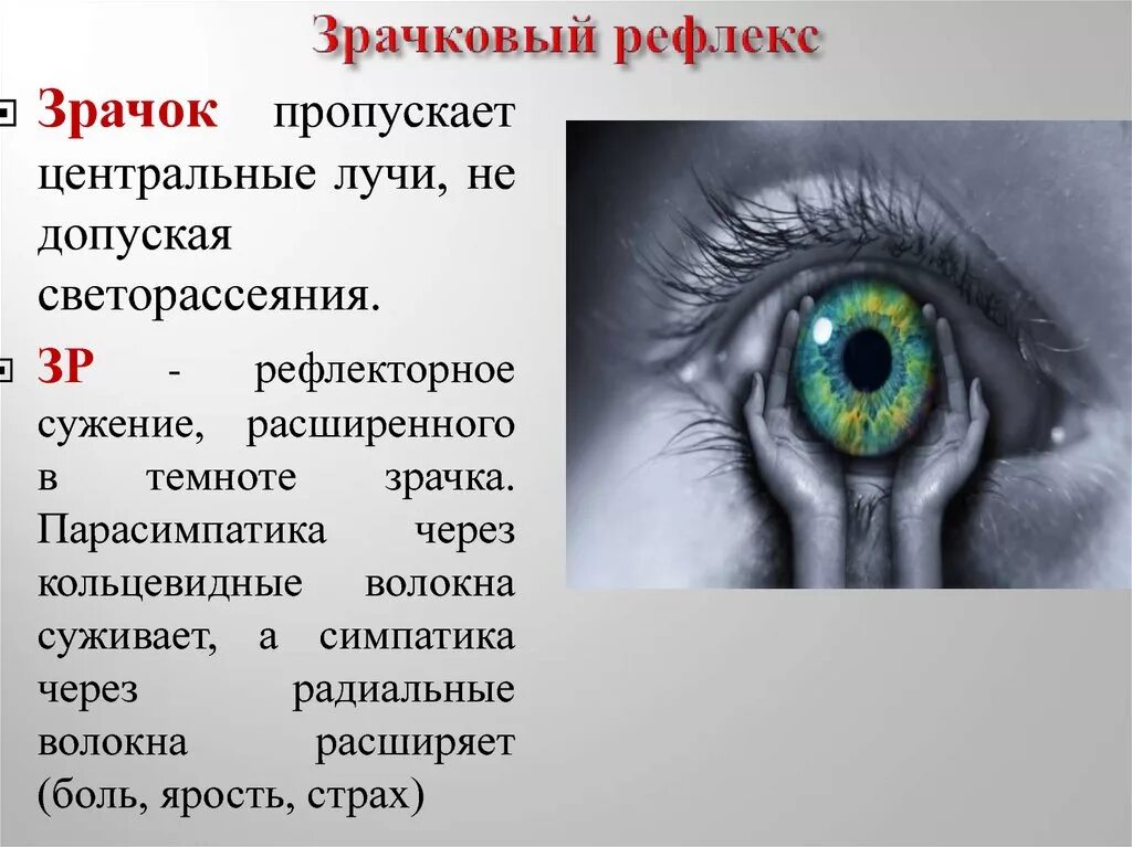 Сужает зрачки нервная система. Рефлекс расширения зрачка. Расширение и сужение зрачка рефлекс. Зрачковый рефлекс, механизмы сужения и расширения зрачка.. Зрачок и зрачковый рефлекс физиология.