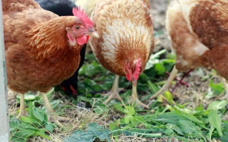 Лук курам можно дать. Курица ест зелень. Трава для курей. Куры едят траву. Курочки растение.