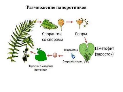 Половое поколение споровых растений называется