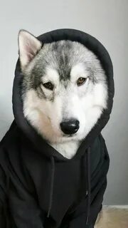 Собака ава нашлась