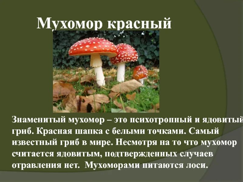 Сообщение опасные грибы 2 класс окружающий мир. Проект ядовитые грибы мухомор. лесные опасности красный мухомор. опасные грибы мухомор красный. ядовитые грибы описание 2 класс.