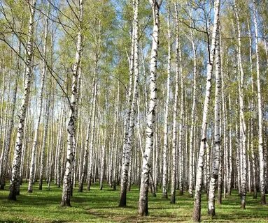 Небольшая березовая роща
