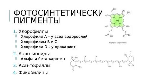 Пигмент хлорофилл сосредоточен
