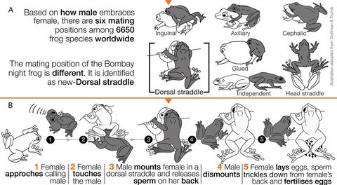 A. Six previously known mating positions known among frog species worldwide...