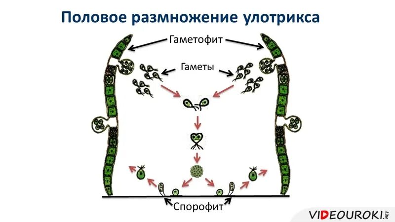 Преобладающее поколение у водорослей. Жизненный цикл водорослей улотрикс. Жизненный цикл улотрикса схема. Схема размножения улотрикса. Улотрикс цикл размножения.