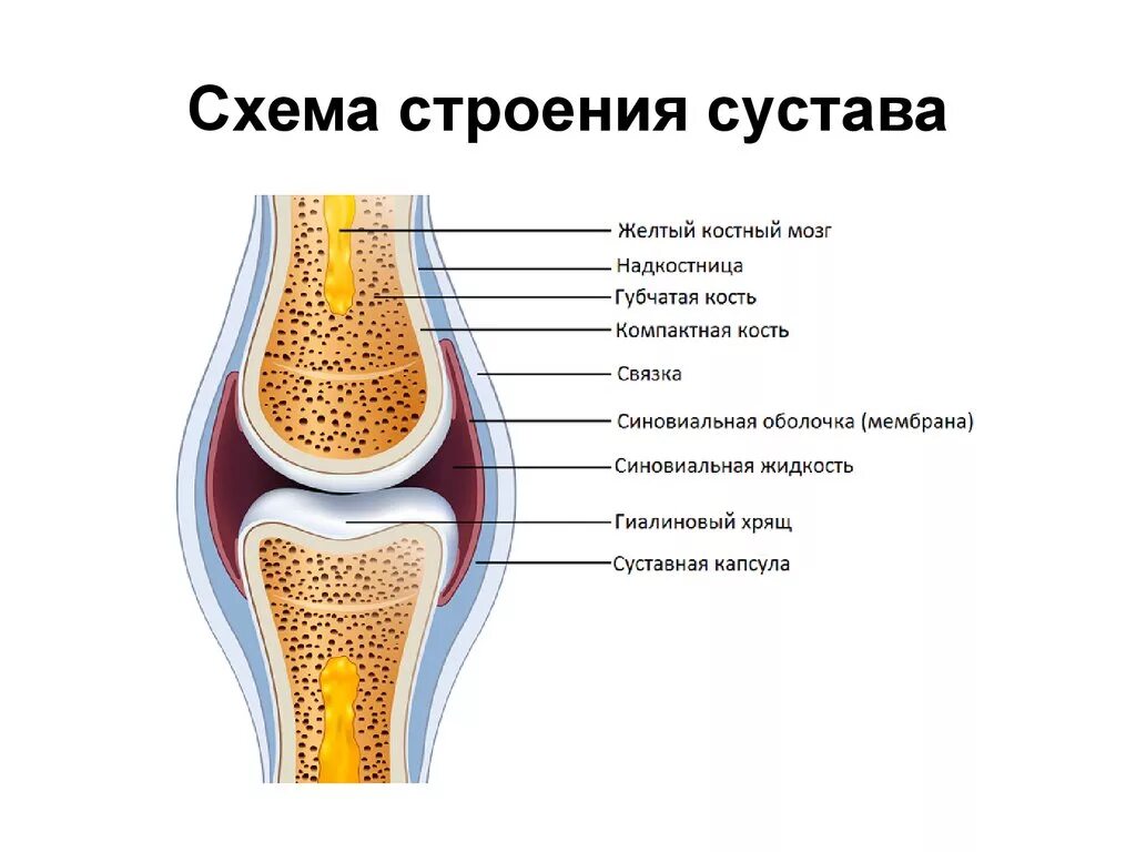 Соединение костей строение сустава. Строение сустава суставной хрящ. Строение хрящевого подвижного соединения. Схема строения коленного сустава.