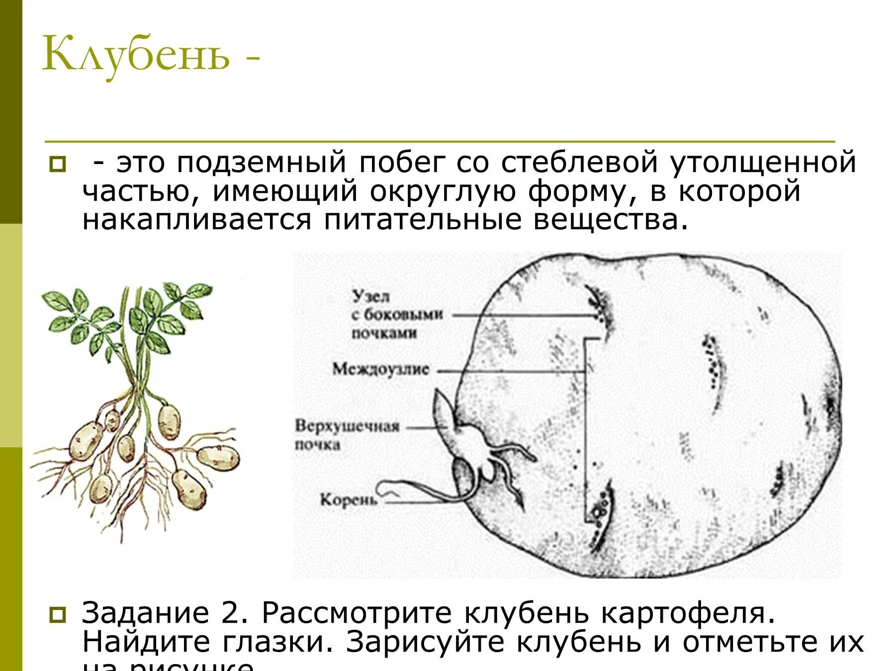 У картофеля образуются укороченные подземные побеги округлой. Строение побега картофеля. Строение клубня картофеля схема. Строение клетки клубня картофеля. Верхушечная почка у клубня картофеля.