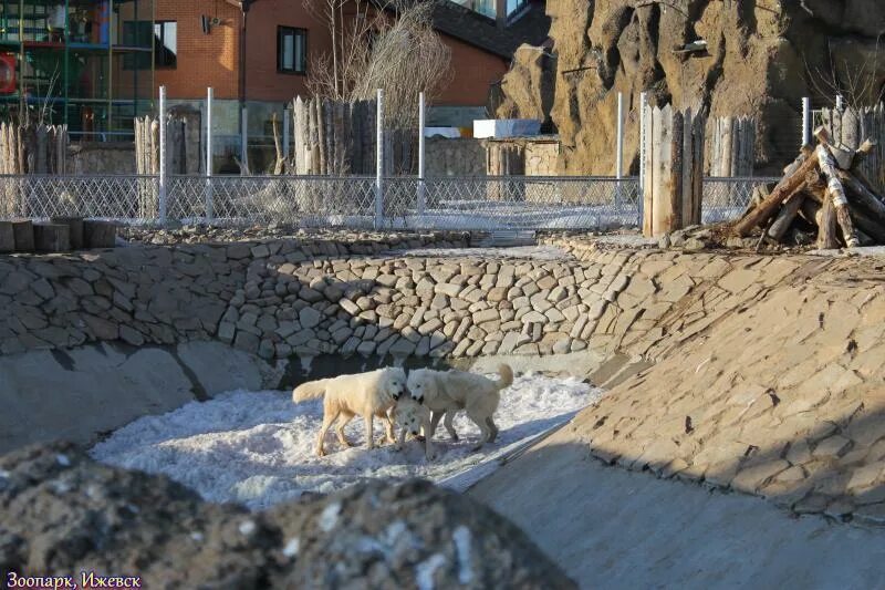 Ижевский зоопарк. Ижевский зоопарк режим. Ижевск зоопарк 2024