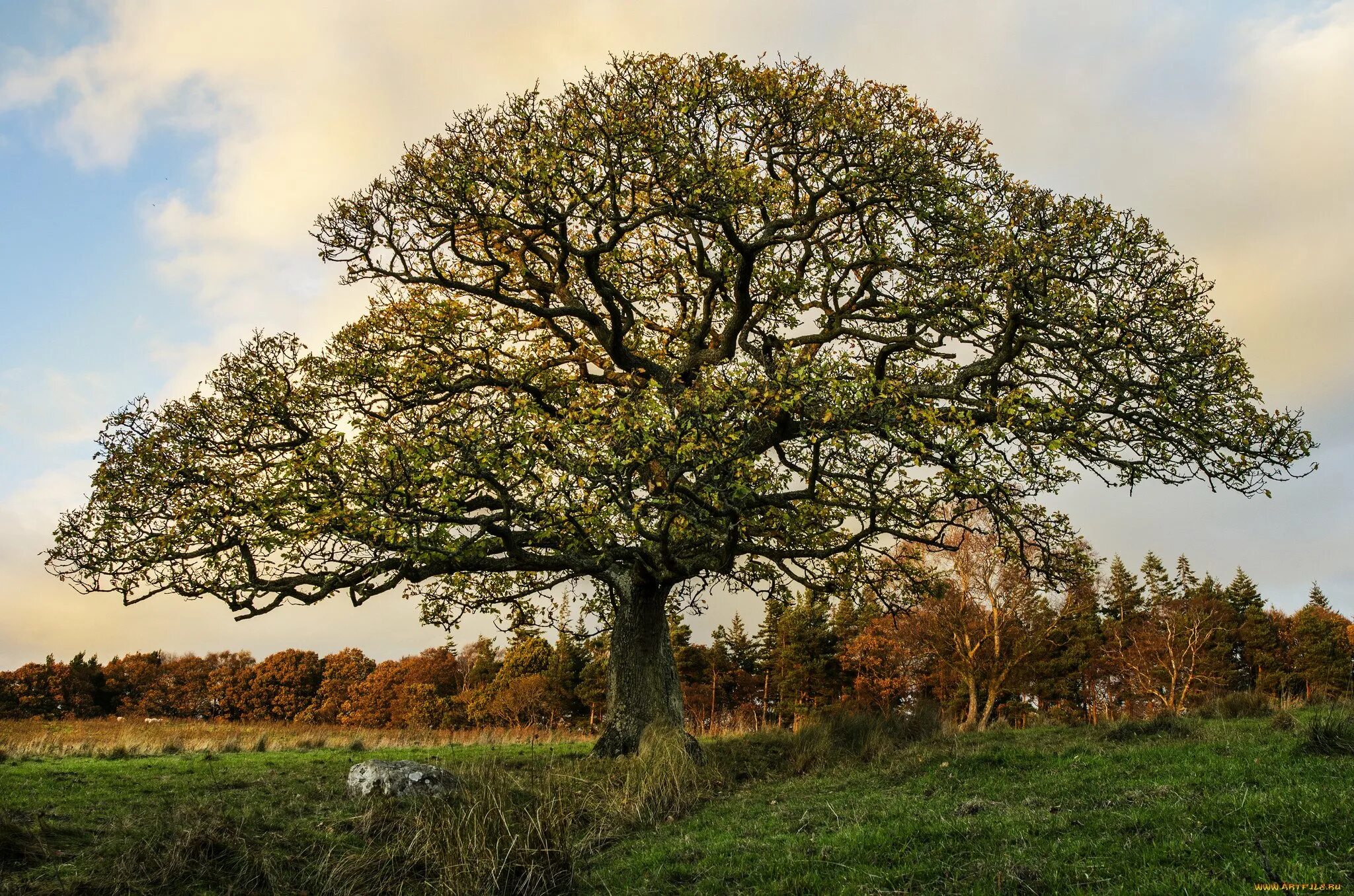 дуб черешчатый «pectinata». дуб- долгожитель (поселок дубовое). дуб парк фредвилл, нонингтон, великобритания. дуб в дубовом белгород. панский дуб белгородская.