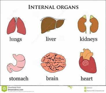 Organs parts of body