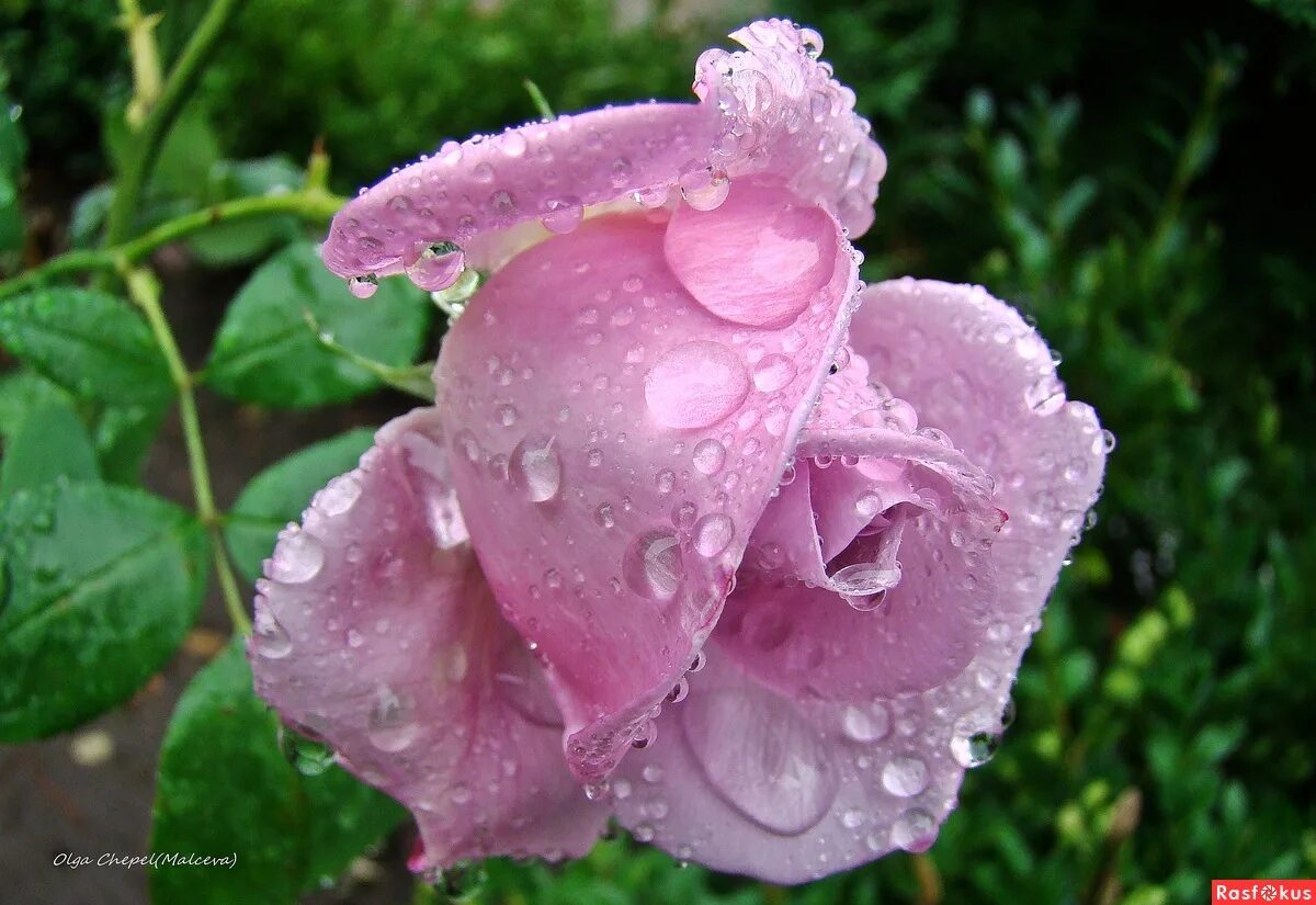 розы в каплях дождя. розы ливень. розы под дождем. розы ливень. розы ливень.