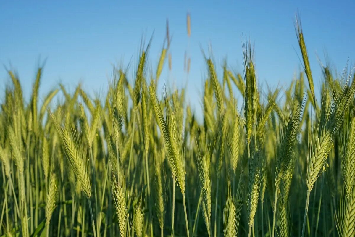 Ячмень посевной. Сорт озимой пшеницы Таня. Колос озимой пшеницы. Ячмень агрокультура. Растения поля: зерновые культуры( рожь, пшеница, ячмень, кукуруза).