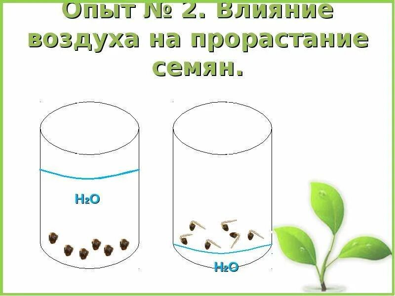 4 как усилить доступ воздуха к корням. Влияние почвы на прорастание семян. Влияние воздуха на прорастание семян опыт. Влияние почвы на прорастание семян опыт. Воздух для прорастания семян.