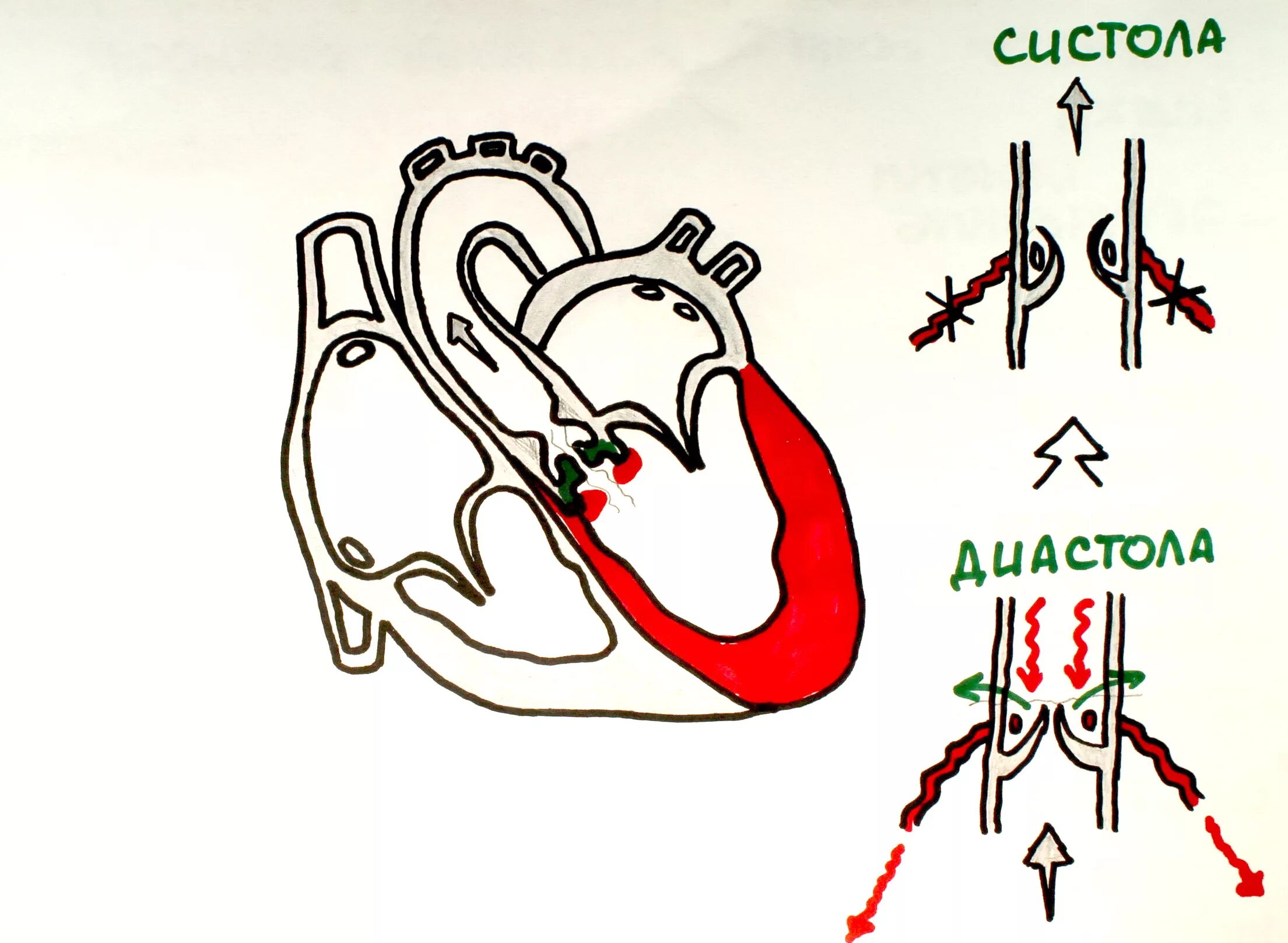Во время систолы предсердий открыты. Систола и диастола. Систола систола диастола. Систола и диастола схема. Схема систолы и диастолы сердца.