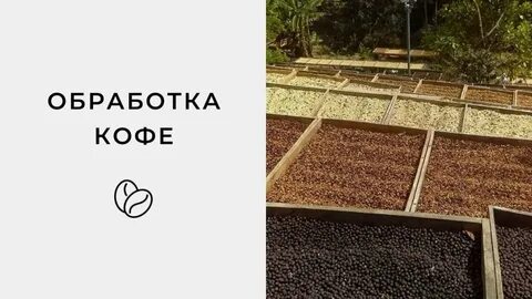 Методы обработки кофе