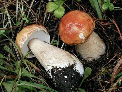 Какие грибы считаются самыми