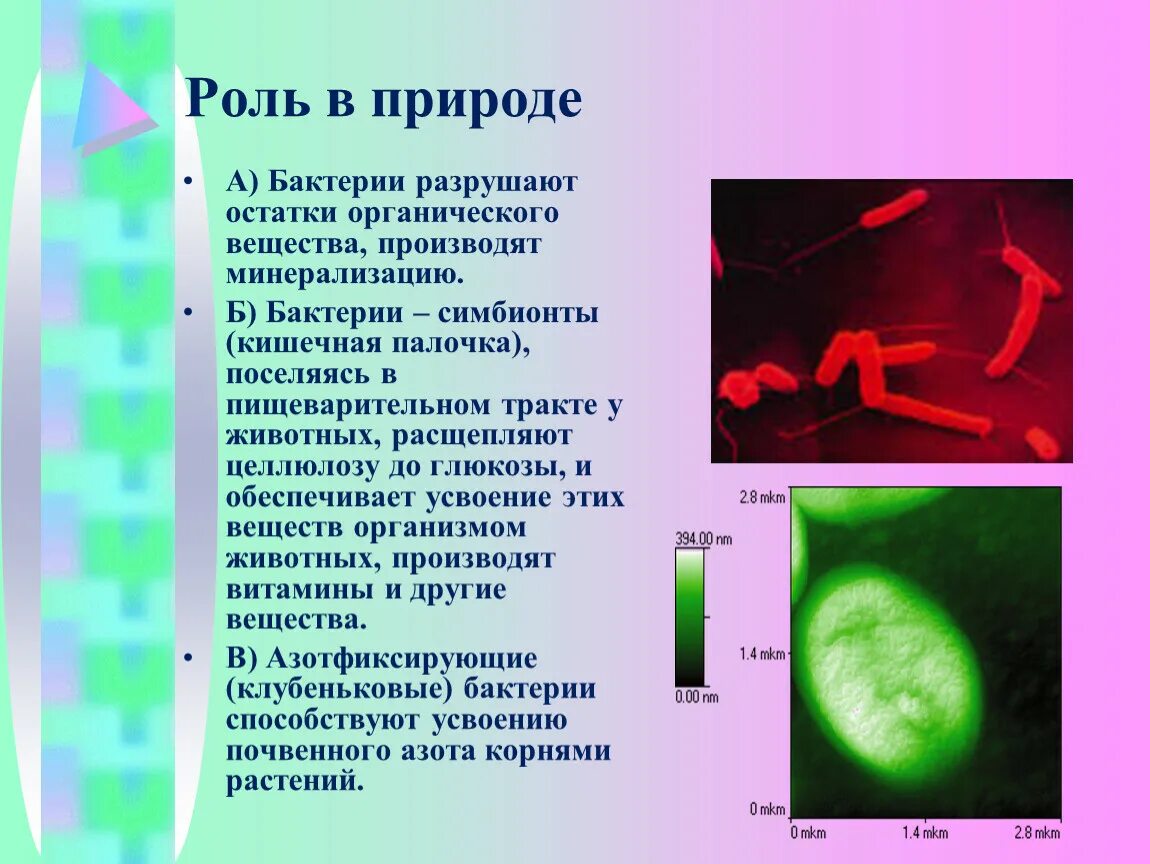 Организмы разрушающие органические. Роль бактерий в природе. Бактерия кишечная палочка. Функции микроорганизмов в природе. Бактерии симбионты.