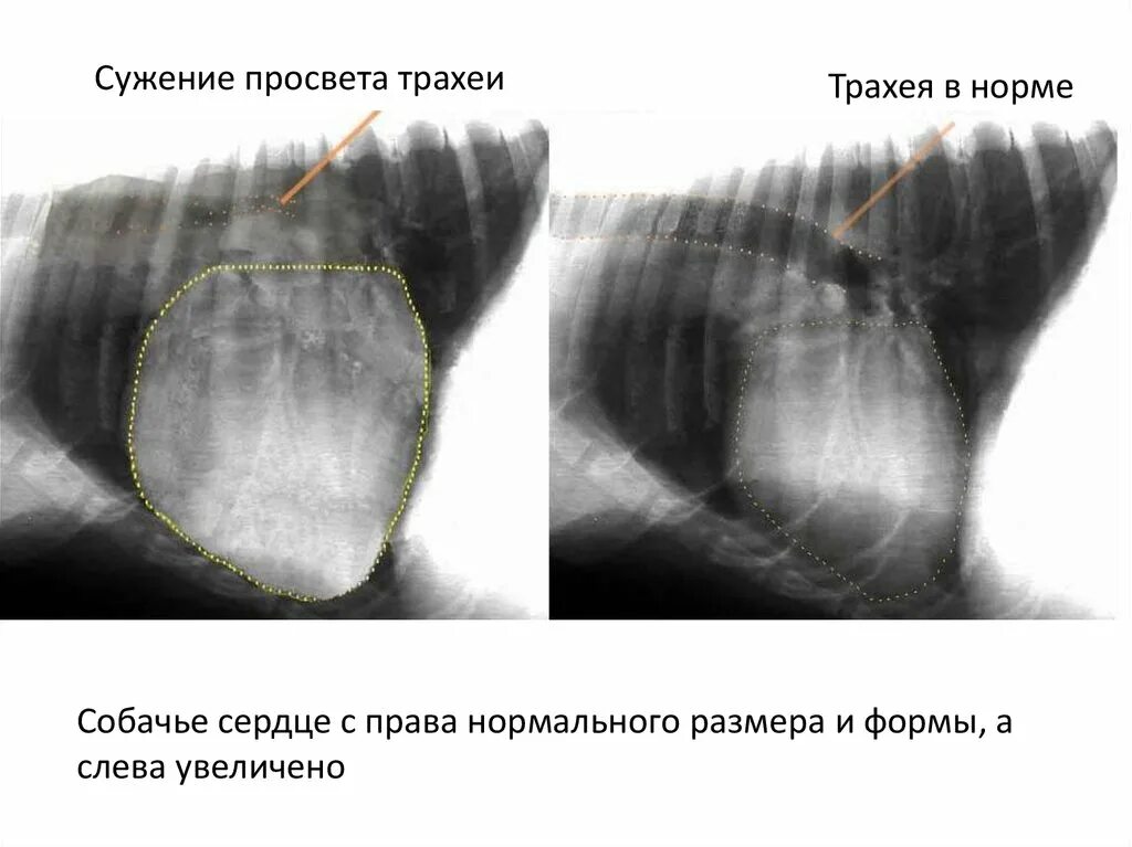 Стеноз у собак. Сужение просвета трахеи. Размеры сердца у собак в норме. Увеличенное сердце у собаки.