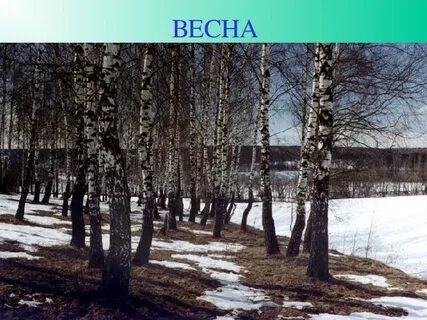 Зимобор
