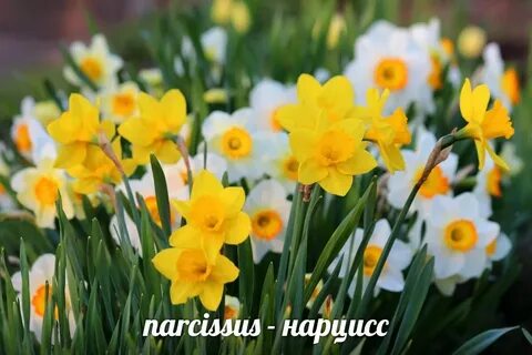 Цветение нарциссов