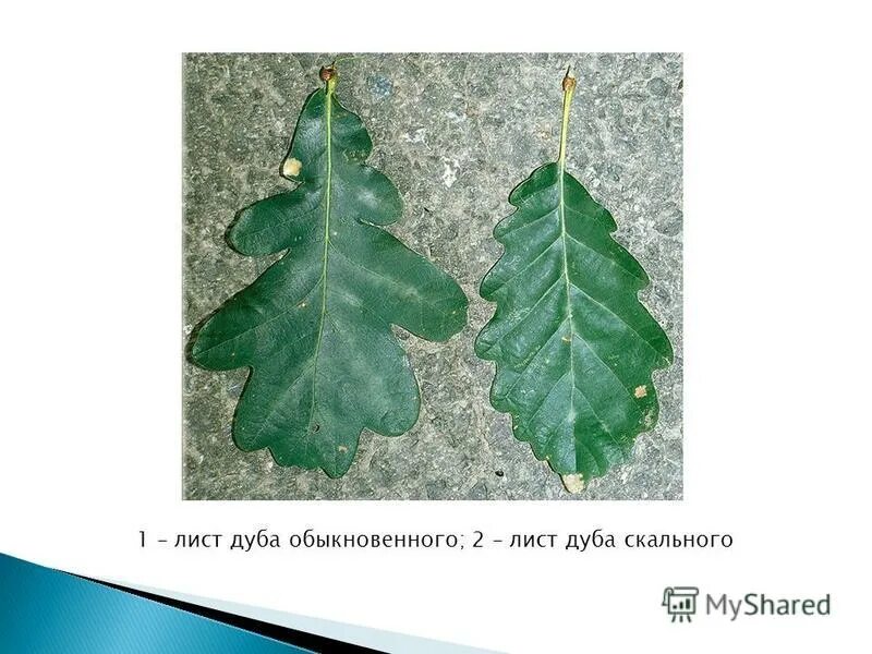 край листа дуба. дуб черешчатый ветка. дуб скальный лист. листья дуба осенью. дуб болотный quercus palustris.