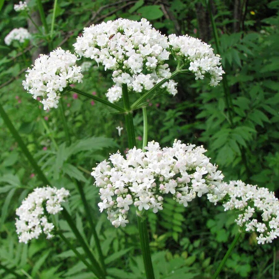 Валериана лекарственная / valeriána officinális. Валериана аянская. Валериана двудомная. Валерьяна фото. Валериана лекарственная / valeriána officinális.