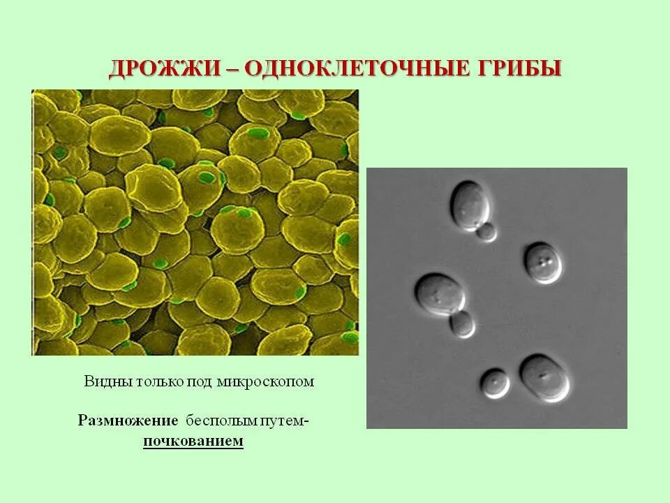Дрожжи под микроскопом строение Картинки SACCHAROMYCES CEREVISIAE