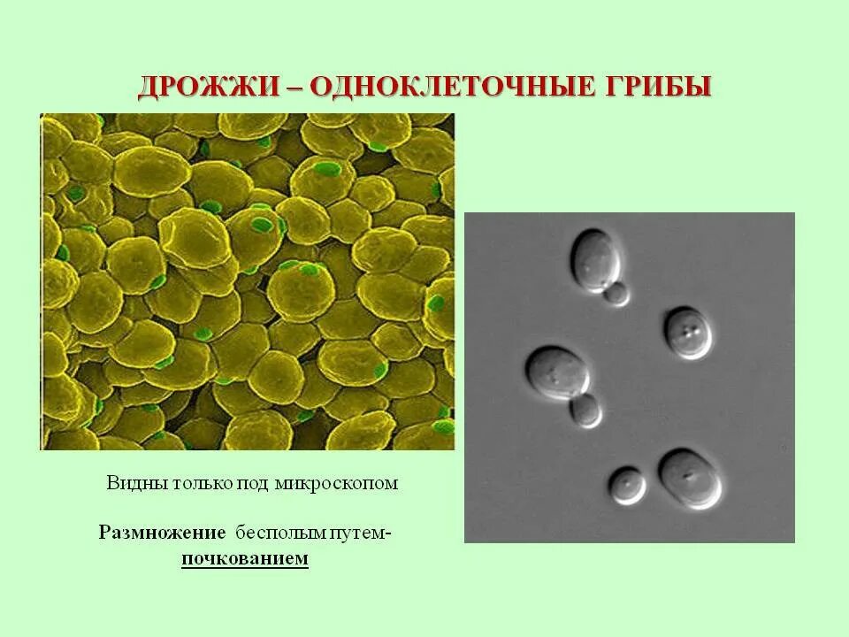 Дрожжи живые организмы. Дрожжи одноклеточные грибы. Строение одноклеточных грибов дрожжи. Клетка одноклеточного гриба. Клетка одноклеточных дрожжей.