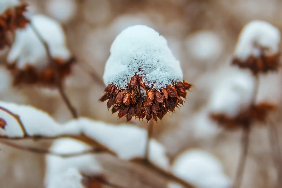 Трава и шапка зимой. Декабрь шапка зимы. Девушка зимой. Девушка в шапке. Девушка зимой.