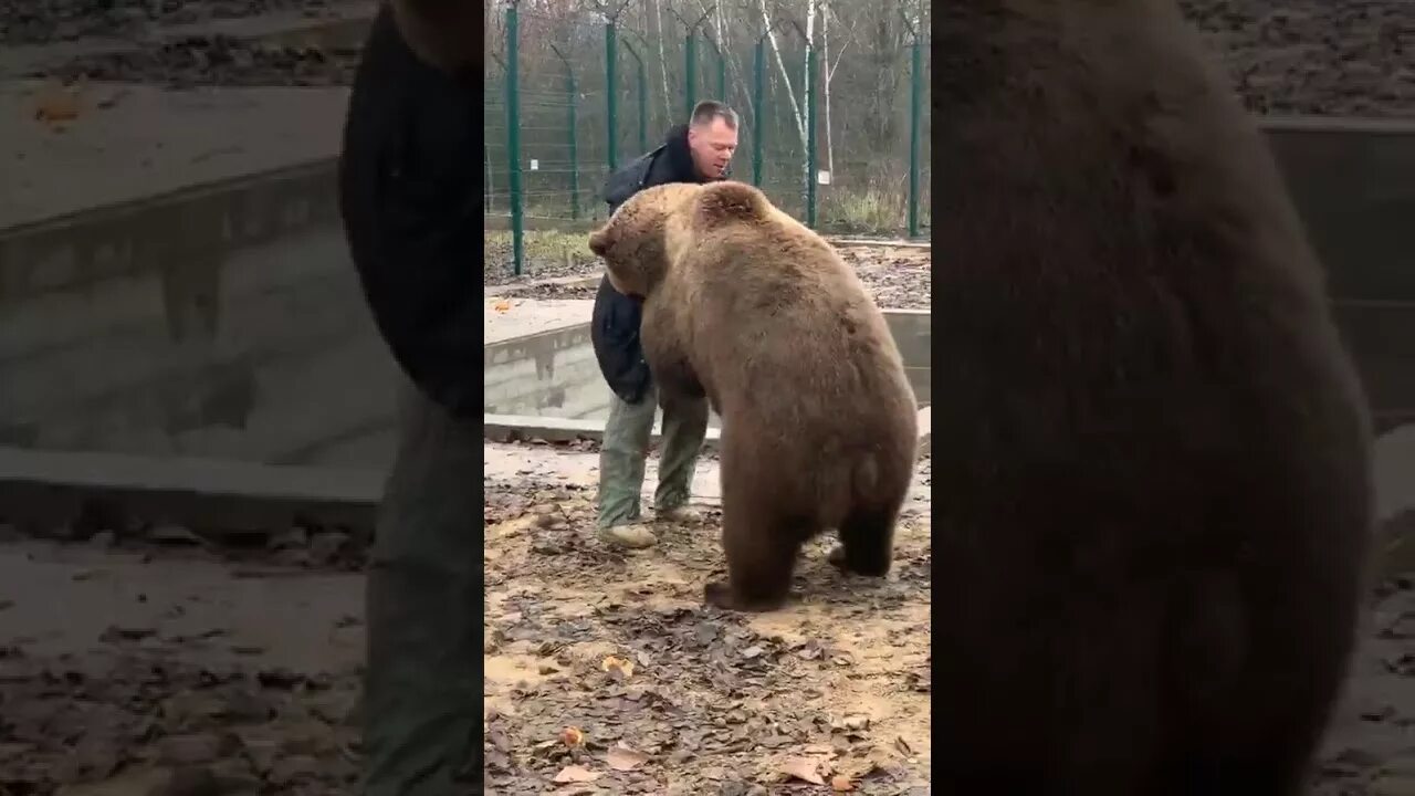 Медведи прямой эфир. Медведи прямой эфир. Медведь каратист. Медведь и человек. Медведи прямой эфир.