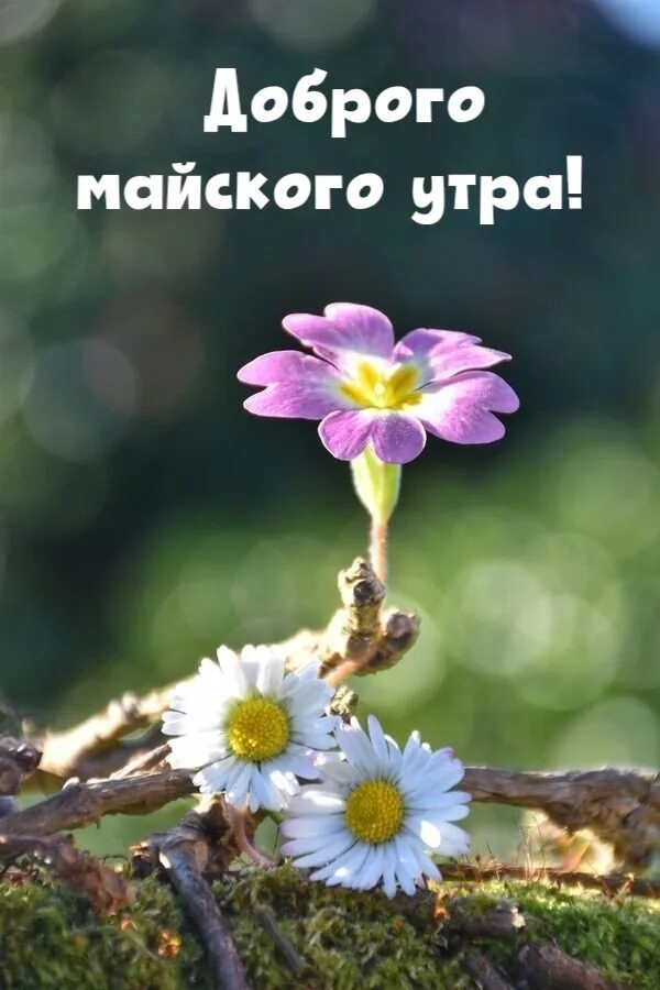 Доброе утро мая добрых мыслей. Майского настроения. доброго майского вторника. доброе майское утро. открытки майского настроения.