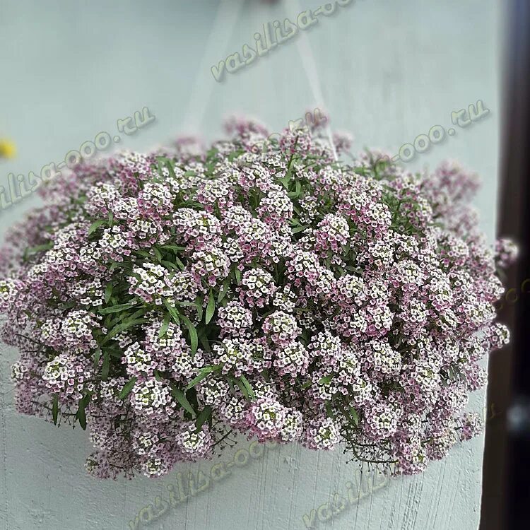 Алиссум стрим. Алиссум розовый. Алиссум стрим лилак. Алиссум lavender stream. Алиссум вегетативный снежная принцесса.