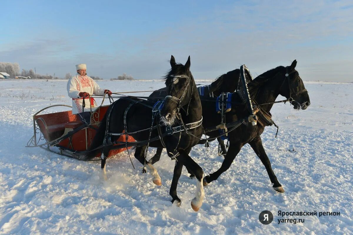 Тройка рысаков. Тройка орловских рысаков в упряжи. Тройка вороных рысаков. Лошадь с санями. Брюс в одной упряжке с петром 10