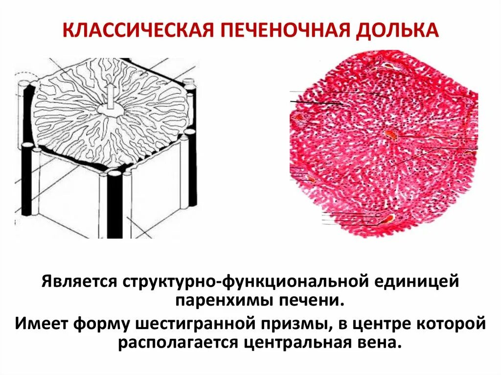 Схема строения дольки печени поперечный срез. Долька печени гистология. Центральная Вена дольки печени. Портальная долька печени гистология.