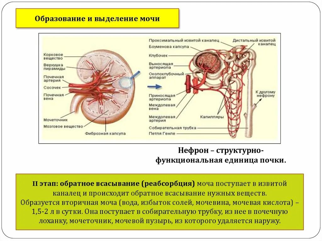 Фильтрация крови в полостях капсулы нефрона. Нефрон моча первичная моча. Фильтрация мочи в капсуле нефрона. Образуется первичная моча в клубочке нефрона. Моча из капсулы нефрона поступает