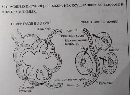 Строение дыхательной системы земноводных. Дыхательная система типа хордовых. Легкие амфибий. Газообмен в теле взрослых земноводных осуществляется через. Газообмен через кожу.