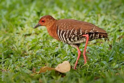 Red legged