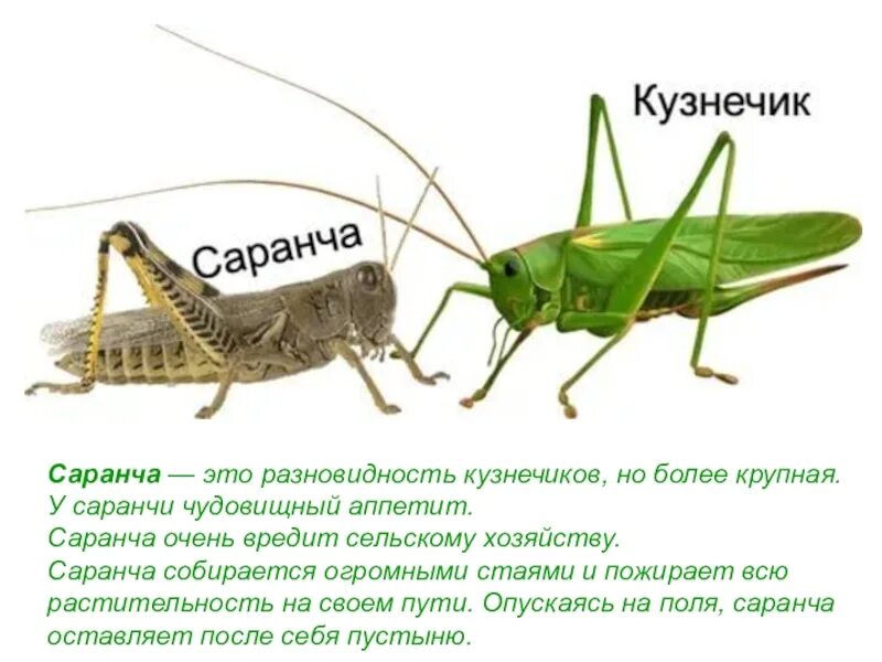Чем отличается саранча. Как отличить кузнечика от саранчи. сверчок и саранча отличия. кузнечик саранча сверчок различия. кобылка кузнечик и саранча.