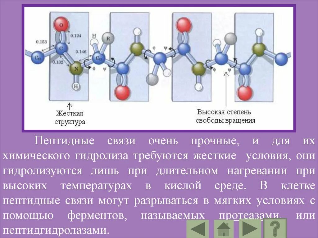 Почему молекулы белков получили название макромолекулы. Связи в белковой молекуле. доменная организация белковой молекулы. сборка белковой молекулы происходит в. сильные и слабые взаимодействия в белковой молекуле.