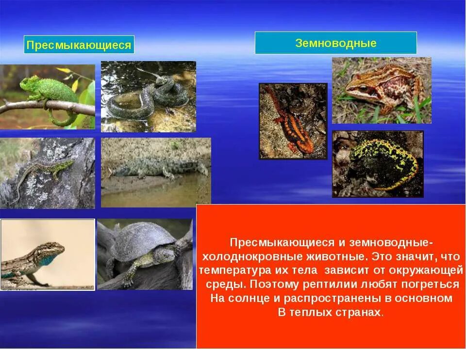 Земноводные и присмыкающиес. Земноводныеприсмвкающиеся. Рептилии и земноводные. Земноводные рептилии и пресмыкающиеся. Важность сохранения в природе рептилий на примерах