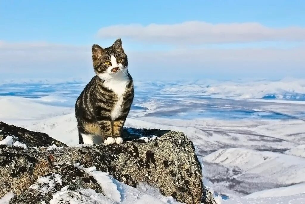 котик в горах. гора кошка. кот в горах. горная кошка. кот на горе.