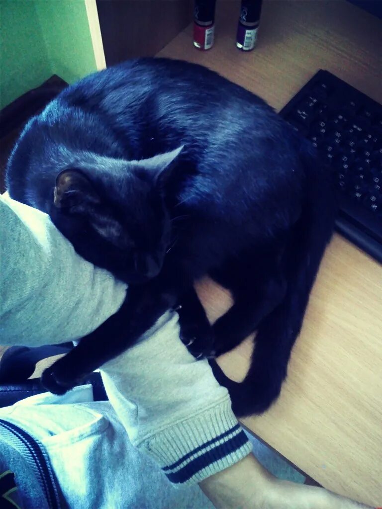 найдена кошка мама