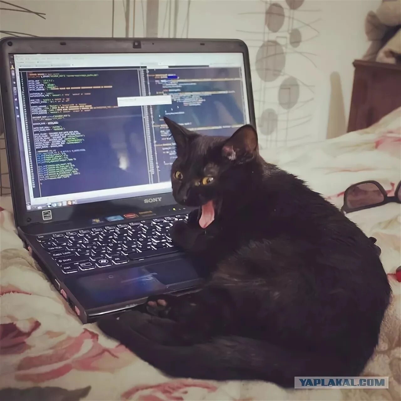 Кот программист. Кот Компьютерщик. Коты программисты. Коты хакеры.