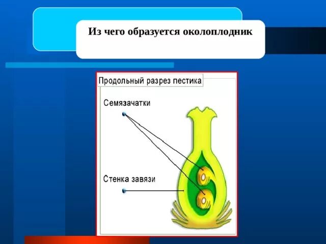 Стенки завязи околоплодник. Из чего образуется околоплодник. Околоплодник образуется из. Околоплодник развивается из. 3 части околоплодника