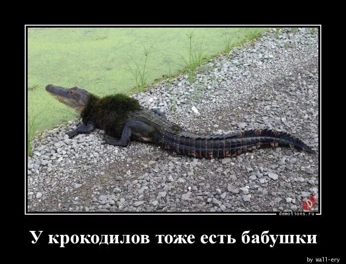 Крокодил бабушки. Старуха крокодила смешная. Журнал крокодил 1980 годов выпуска. Моя бабушка крокодил. Бабушка крокодил.