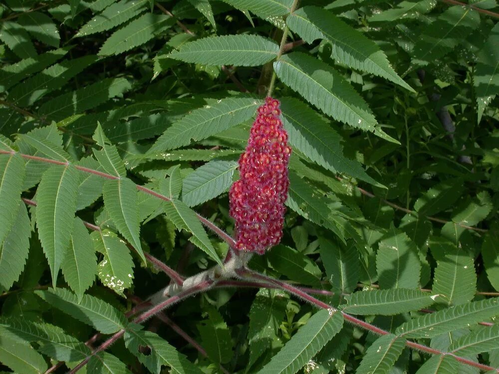 Rhus typhina. Сумах оленерогий. Каштан Сумах оленерогий. Сумах дубильный дерево.