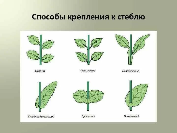 Какие возможны способы прикрепления листьев к стеблю. Типы прикрепления листьев к стеблю. прикрепление к стеблю и черешок. черешковый тип прикрепления к стеблю. желобчатый черешок листа.
