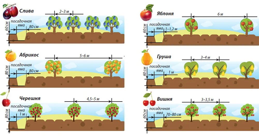 На каком расстоянии можно садить. Схема посадки саженцев плодовых деревьев. Схема посадки кустарников плодовых между деревьями. Схема посадки плодовых деревьев таблица. Схема посадки плодовых саженцев на участке.