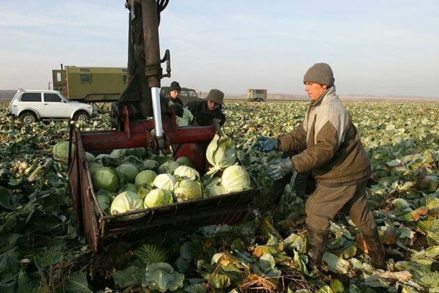 Село Урожайное. Урожайный край. Посёлок Урожайный Ставропольский край. Село Урожайный уражаи.