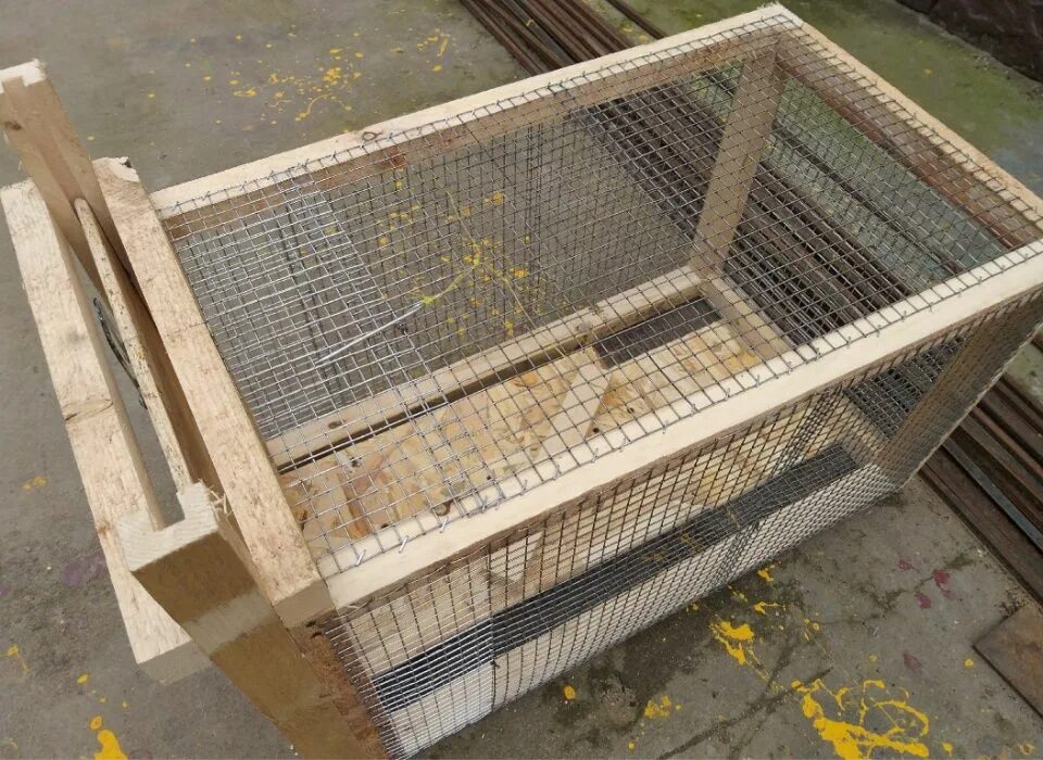 Чертежи ловушки фазана